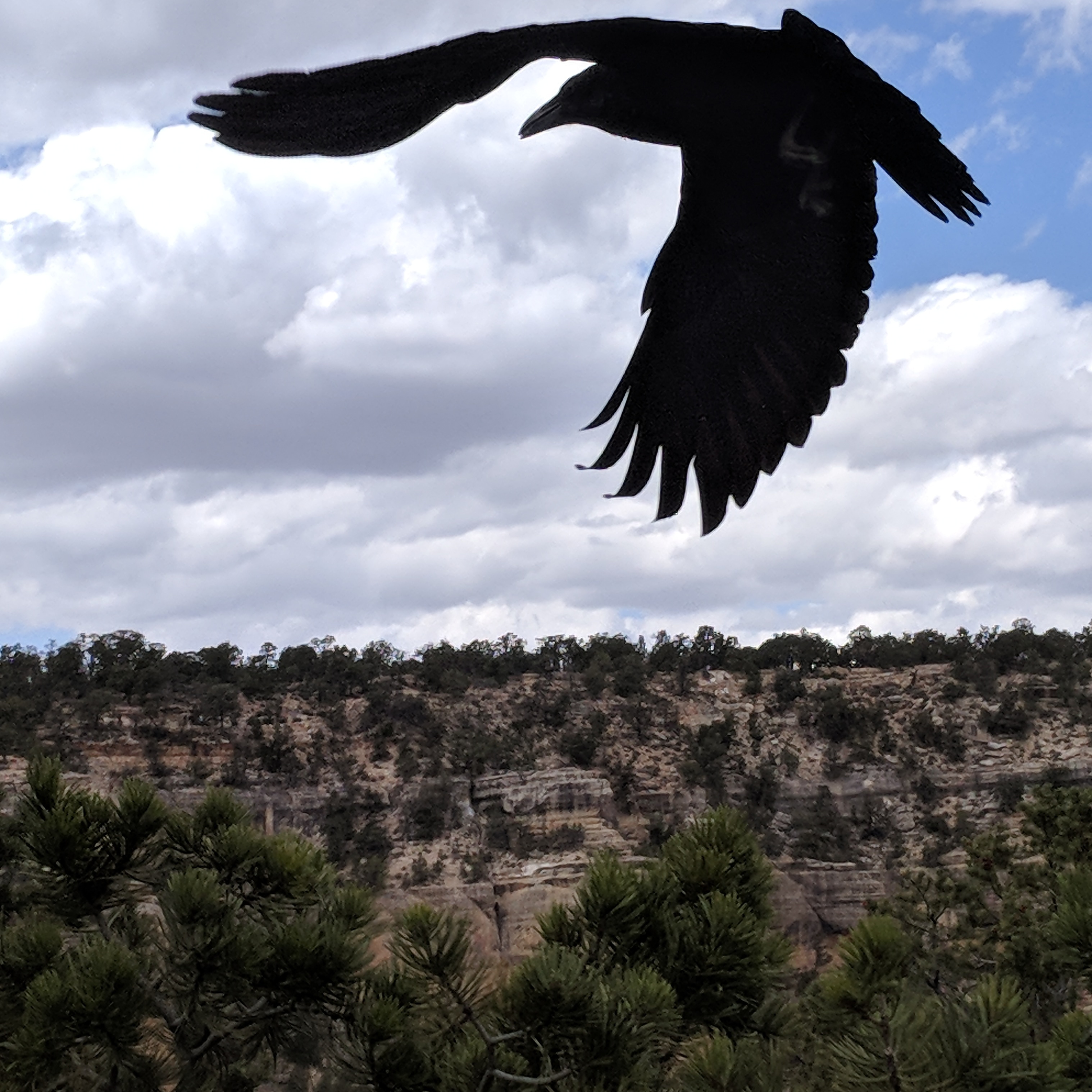 Quoth the Raven, Nevermore (Grand Canyon)